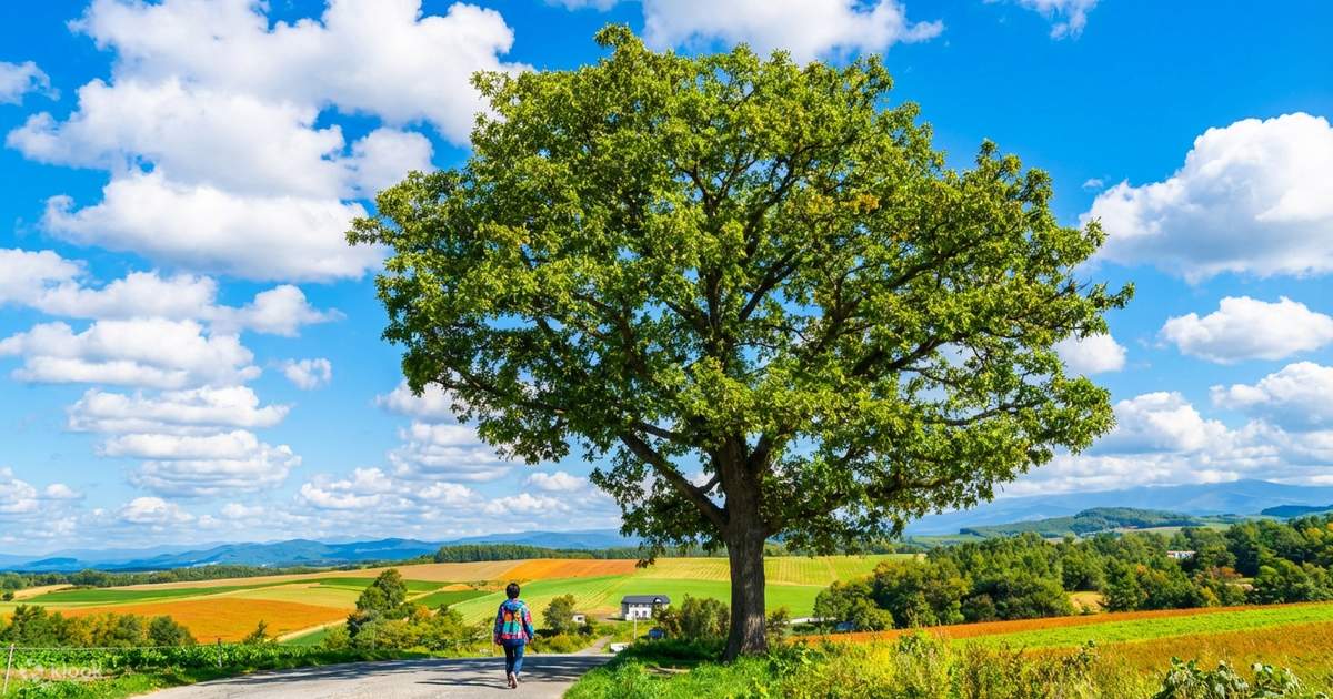 北海道美瑛富良野夏のフラワーロードの旅｜パッチワークの路（車窓観光